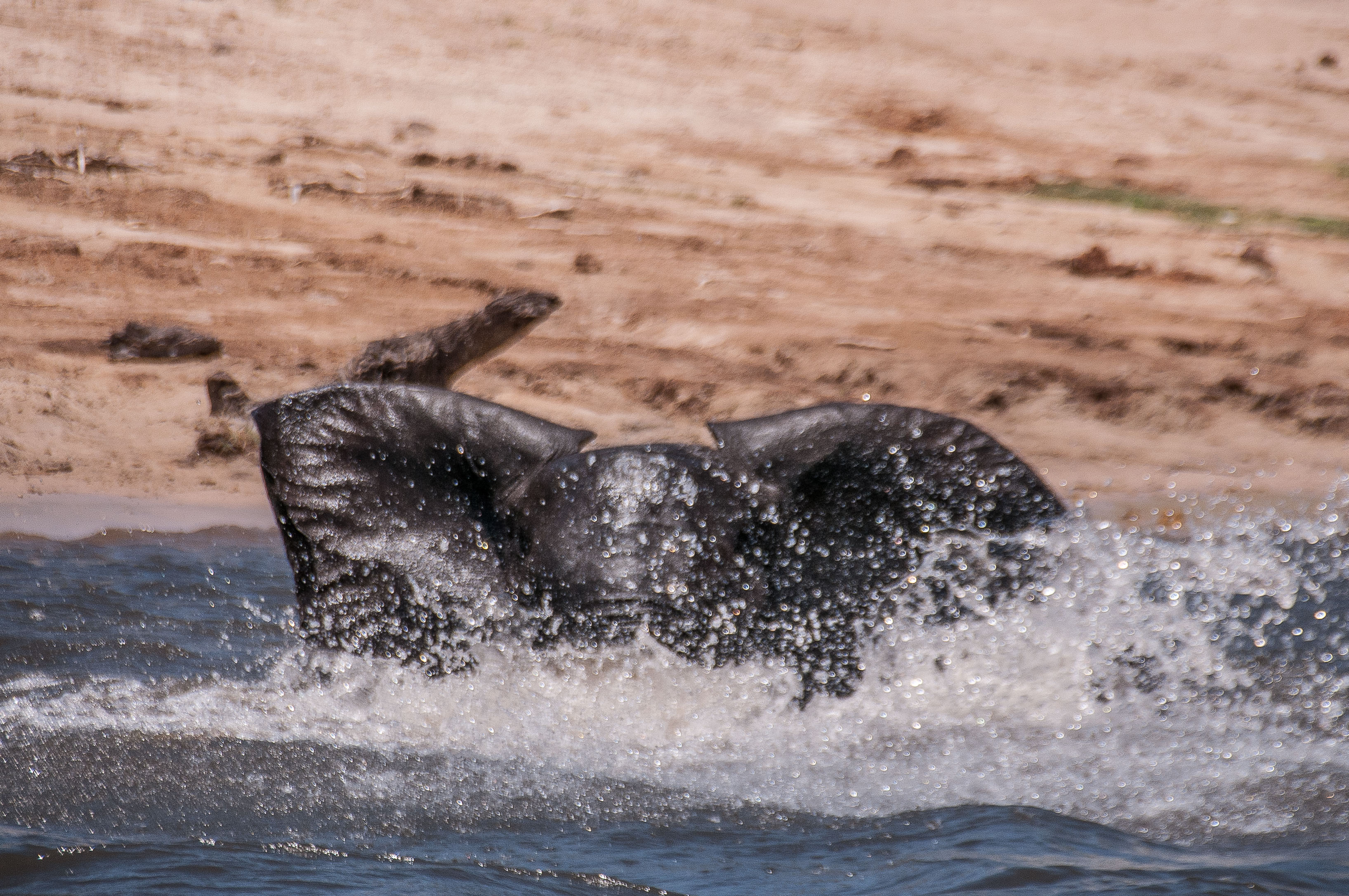 Eléphant de savane (Bush elephant, Loxondota africana),  grand juvénile au bain dans la rivière Chobe, Chobe National Park, Botswana-
